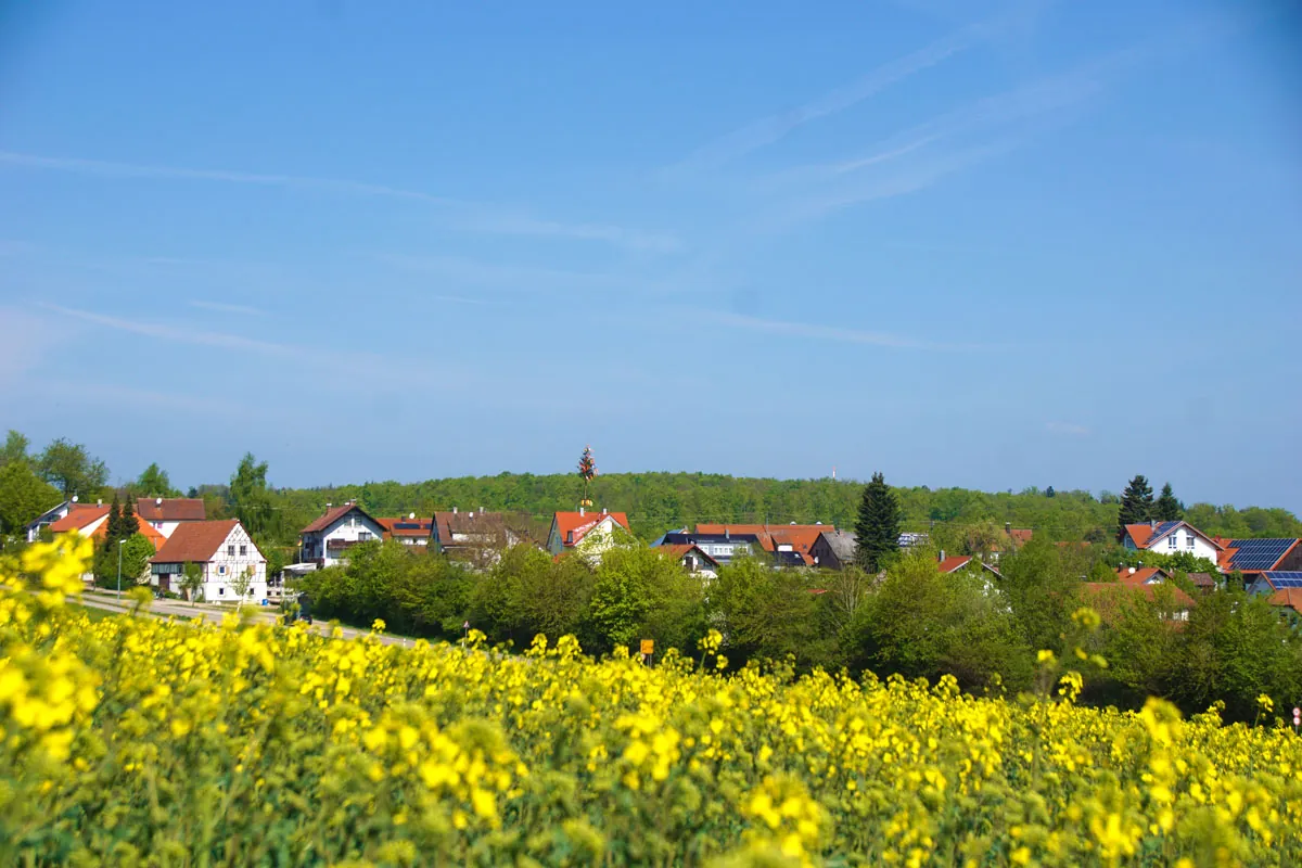 Rapsfelder und Brastelburg auf dem Härtsfeld